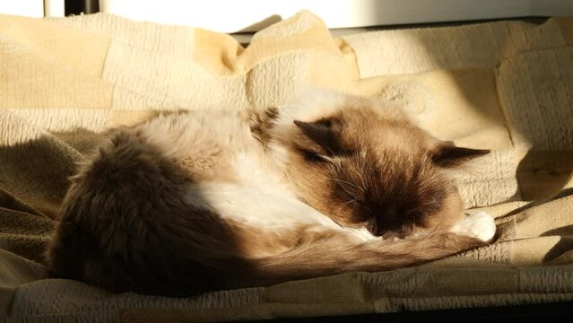 Cute ragdoll cat sleep on big bed in sunny afternoon, cozy cat stay at home, 4k time lapse footage.