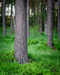 Pine forest with green undergrowth