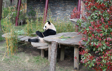 giant panda eating bamboo