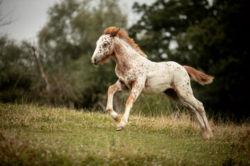 Running foal