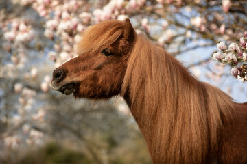 Shetty in Magnolien