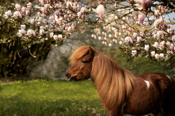 Shetty in Magnolien