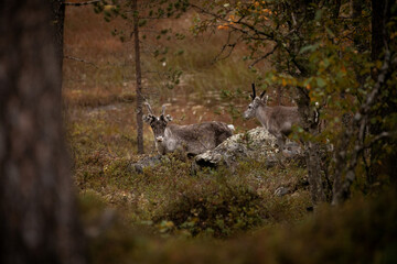 Reindeer