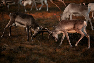 Reindeer fight