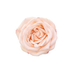 Single orange rose isolated on white background. Peach rose flower