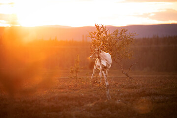 Reindeer