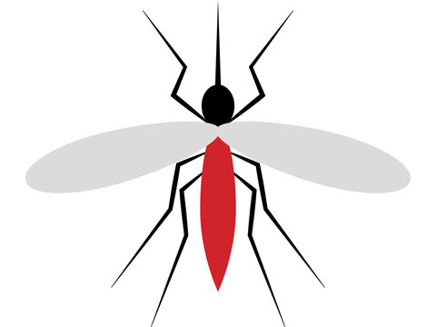 Mosquito Illustration