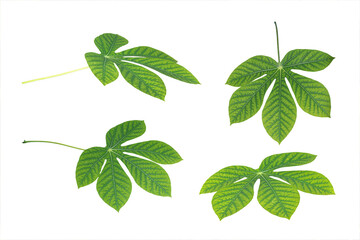 Fresh cassava leaves isolated on white background
