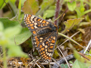 Marsh Fritillary Butterfly Resting in a Meadow