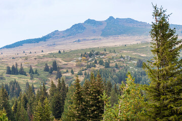 Fototapeta premium Summer Mountain Landscape with Pine Trees . Vitosha Mountain ,Bulgaria 
