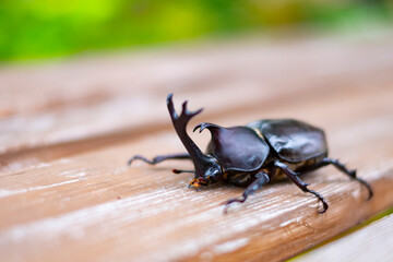 カブトムシ © Nii Koo Nyan