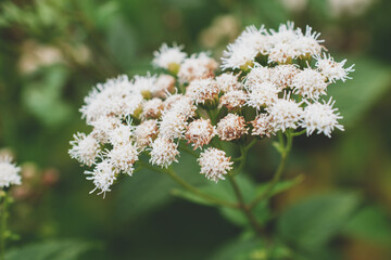 white flowers in spring