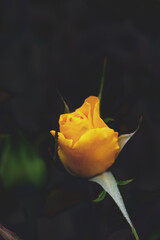 photo, yellow rose close-up