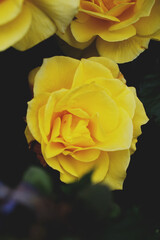 photo, yellow rose close-up
