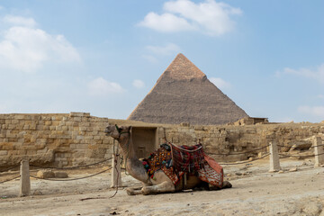 Camel with colorful apparel sitting in front of the great pyramid of Giza in Cairo, Egypt. Animal mistreatment and abuse concept