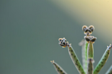 planta suculenta verde 