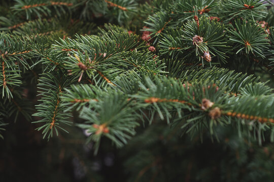 Close-up of a Christmas tree branch, photo