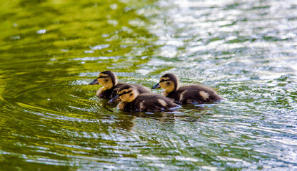 small ducklings swims on the water