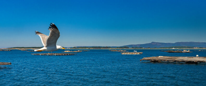 Mussel Aquaculture Rafts Batea, Mussel Growing Sea Platform, Batea Mussel Farms, R&iacute;a de Arousa, Arousa Estuary, Pontevedra, Galicia, Spain, Europe