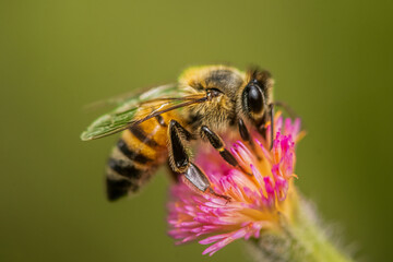 bee on a flower
