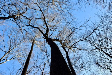 A view of the bare trees in the forest with a blue sky.
