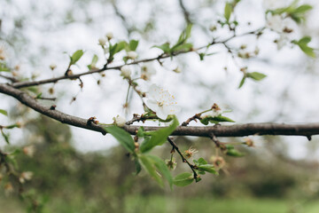 Cherry tree in white flowers. Blooming cherry tree flowers. Spring background