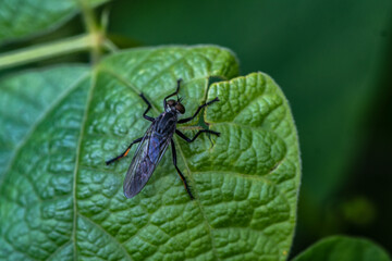 Naklejka premium bug on a leaf