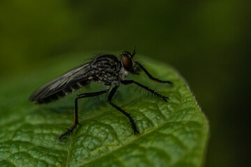 macro of a fly