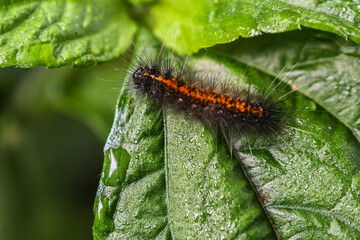 caterpillar on a branch