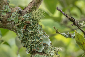 green moss on tree