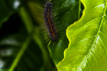 caterpillar on a leaf