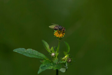 fly on a flower