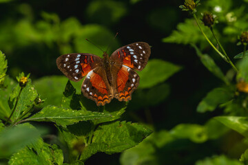 butterfly on a flower