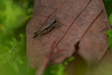 macro of a grasshopper