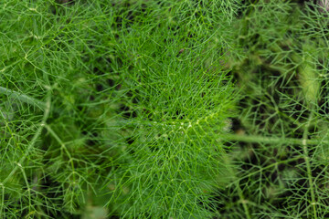 moss covered with moss