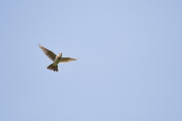 Singende Feldlerche im Flug