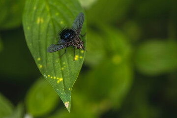 Naklejka na ściany i meble fly on leaf