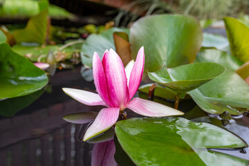 Pink water lily in a man-made pond