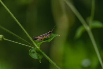 grasshopper on a leaf