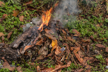 fire in the forest