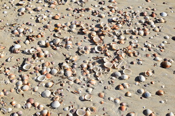 Shells on the sea beach. Palma de Mallorca