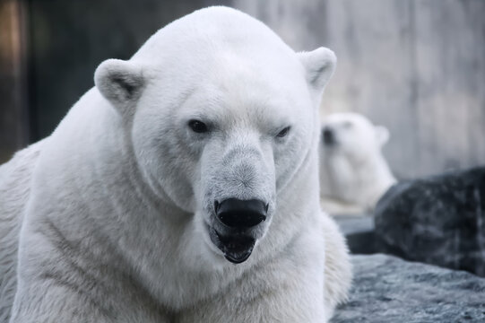 Polar Bear