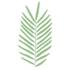 Vector palm fronds. Jungle exotic leaf. Botanic