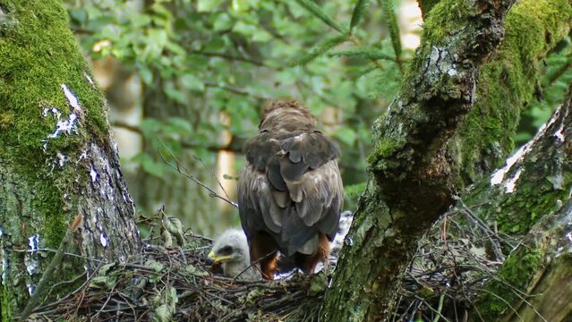 Lesser spotted eagle in nest with chick. Lesser spotted eagle Aquila pomarina nest in old natural forest. A bird of prey in a tree. European nature. Eagle mother with her child. FullHD ProRes footage