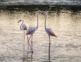 flamingo in the water
pink flamingo