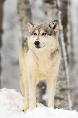 Wolf (Canis lupus) Stands on Snow Mound Looking Out Winter