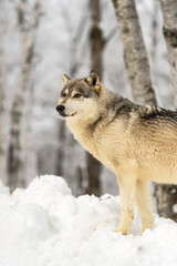 Wolf (Canis lupus) Stands on Snow Mound Looking Left Winter