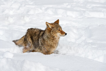 Coyote (Canis latrans) Stands in Snow Ears to Sides Winter