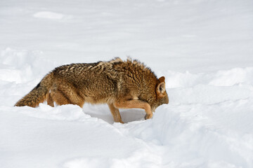 Coyote (Canis latrans) Walks Right Head in Snow Winter