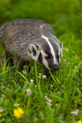 North American Badger (Taxidea taxus) Walks Through Grass and Flowers Summer